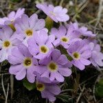 Primula walshii