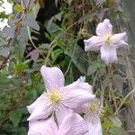 Clematis montanaKvět