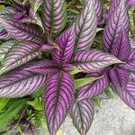 Strobilanthes auriculata Yaprak