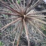 Cordyline australis 叶