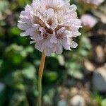 Armeria ruscinonensis Цветок