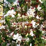 Clerodendrum indicum Folha