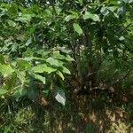Salix appendiculata ഇല