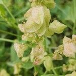 Rumex vesicarius 果實