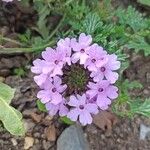 Verbena canadensis Žiedas