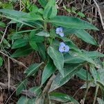 Commelina virginica 形态