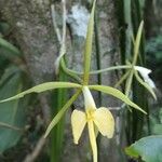 Epidendrum nocturnum Blomma
