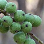 Ficus sur Fruto