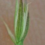 Bufonia paniculata 葉