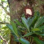 Planchonella reticulata Blad