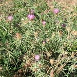 Centaurea calcitrapa Blatt