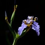 Neomarica caerulea Květ