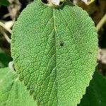 Phlomis bovei Leaf