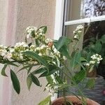 Euphorbia fulgens Цвят