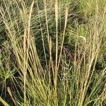 Heteropogon contortus Fruit