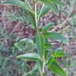 Cestrum parqui Leaf