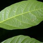 Desmopsis maxonii 葉