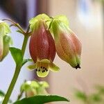 Kalanchoe miniata Flower