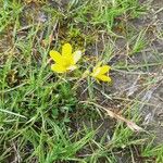 Saxifraga hirculus Blodyn