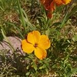 Fourraea alpina Kvet