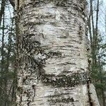 Betula alleghaniensis Kôra