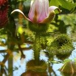 Euryale ferox Цветок
