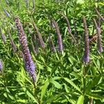 Veronicastrum sibiricum Kukka