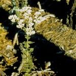 Eupatorium rotundifolium عادت