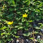 Tribulus cistoides Fiore