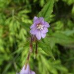 Epilobium montanum Çiçek
