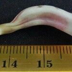 Codonanthe macradenia Otro