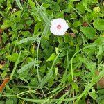 Convolvulus equitans Flor