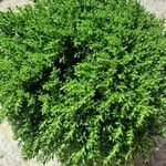 Hebe cupressoides 葉