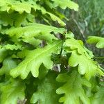 Quercus × rosacea Hoja