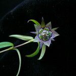 Swertia paniculata Flower
