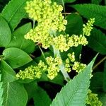 Rhus glabra Fiore