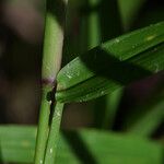 Paspalum paniculatum Casca