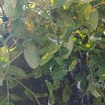 Araujia sericifera Frukt
