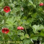 Potentilla argyrophylla Natur