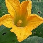 Cucurbita pepo Blomma