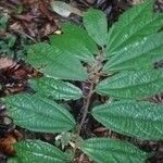 Duboscia macrocarpa Hoja