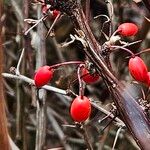 Berberis thunbergii फल