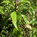 Ageratina ligustrina Hoja
