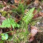 Dryopteris cristata Yaprak