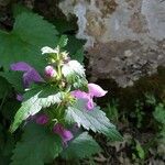 Lamium garganicum Λουλούδι