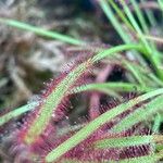 Drosera capensisBlad