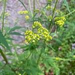 Patrinia scabiosifolia Květ