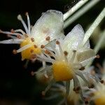 Garcinia intermedia 花