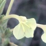 Macrosyringion longiflorum Fleur