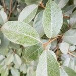 Elaeagnus commutata पत्ता